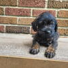 Morkie pups