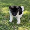 AKC Akita 11 week old Female Puppy