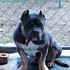 AMERICAN BULLY (BAREFOOTS BULLIES)🔥🔥🔥 ABKC pocket/standard