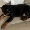 Rottweiler for sale