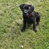 CANE CORSO- FEMALE 6 MONTHS OLD 