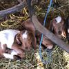Baby Male Goats 