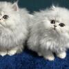 Silver shaded chinchilla persian kittens