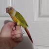 Dilute and  Sun Ckeek Conure Babies - New Years Sale