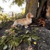 Long Hair Dachshund For Stud
