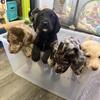 Labradoodle puppies