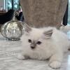 Blue Mitted  Ragdoll - Male
