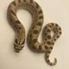 Hognose snake 