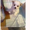 Shih Tzu Chihuahua Maltese makes puppies