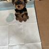 Home-Raised Yorkie Puppies – 8 Weeks Old – Healthy & Playful