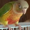 Green Cheek Conure hand feed