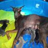 AKC doberman pups males/females.red , fawn,blue, black mother father on premises registered papers that check