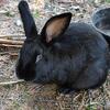 12 Week Old Silver Fox Mix Large Meat Breed Black Rabbits