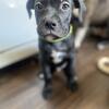 American Bully x Cane Corso Puppy