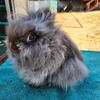 Purebred double mane chocolate lionhead bucks