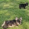 French Bulldog puppy