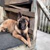 Belgian shepherd mix Belgian malinois