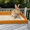 FREE Female Mini Rex