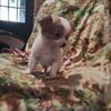 Chihuahua puppy longhaired male