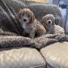 Miniature f1 Golden doodle puppies