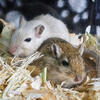 Gerbil Babies