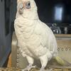Male Bare Eye Cockatoo
