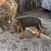 For Sale. AKC Registered Bloodhound puppies born  September 13, 2024 