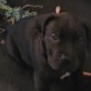 BOERBOEL PUPPY PUR BRED