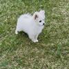 Pomeranian puppies CKC 