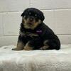 Purebred Rottweiler 2 female and 1 male