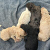 Standard poodle puppies 