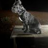 Cane Corso STUD SERVICE. Iccf Registered, Champion Bloodlines