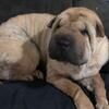 CHINESE SHARPEI PUPPIES!