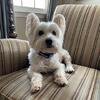 Westie Pup Looking for a Loving Home