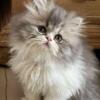 CFA Registered Persian kittens 