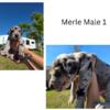 AKC registered Great Dane Puppies