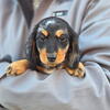 Vinny and Lou Miniature Dachshund Pups