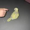 Baby Quaker parrot 