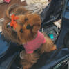 Yorkshire Terrier 3 years old