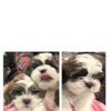 TEDDY BEAR PUPPIES (Shih Tzu/Bichon Frise).  
