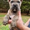 AKC/ICCF Cane Corso female