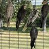 Parrots (Cockatiels etc)