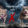 ABKC Registered American Bully Puppies – 18 Weeks Old – Champion & Grandchampion Bloodline