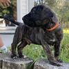 Ukc Registered Male Presa Canario Puppy