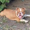 Male bully for sale 