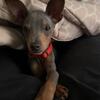 Miniature pincher FOR SALE