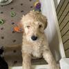 Goldendoodle Puppies Reduced and Ready