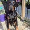 CKC Registered Adult Dobermans x2 (breeding rights)