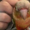 Conure Birds Pair for sale