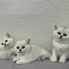 Scottish Fold Boys With Straight Ears Chinchilla 